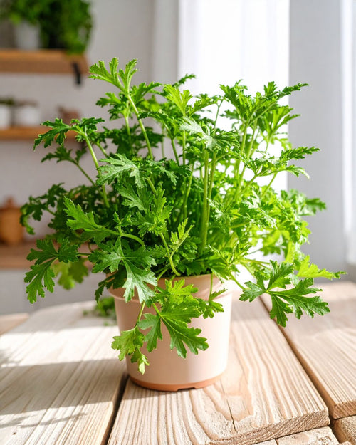 Citronela Natural Antimosquitos M - Pur Plant