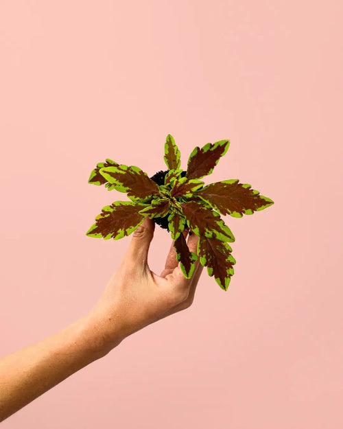 Cóleo Wizard Fusion Mini - Pur Plant