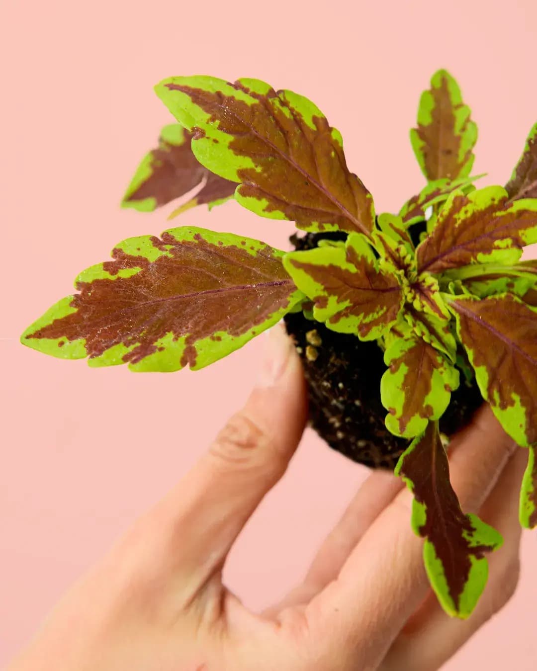 Cóleo Wizard Fusion Mini - Pur Plant