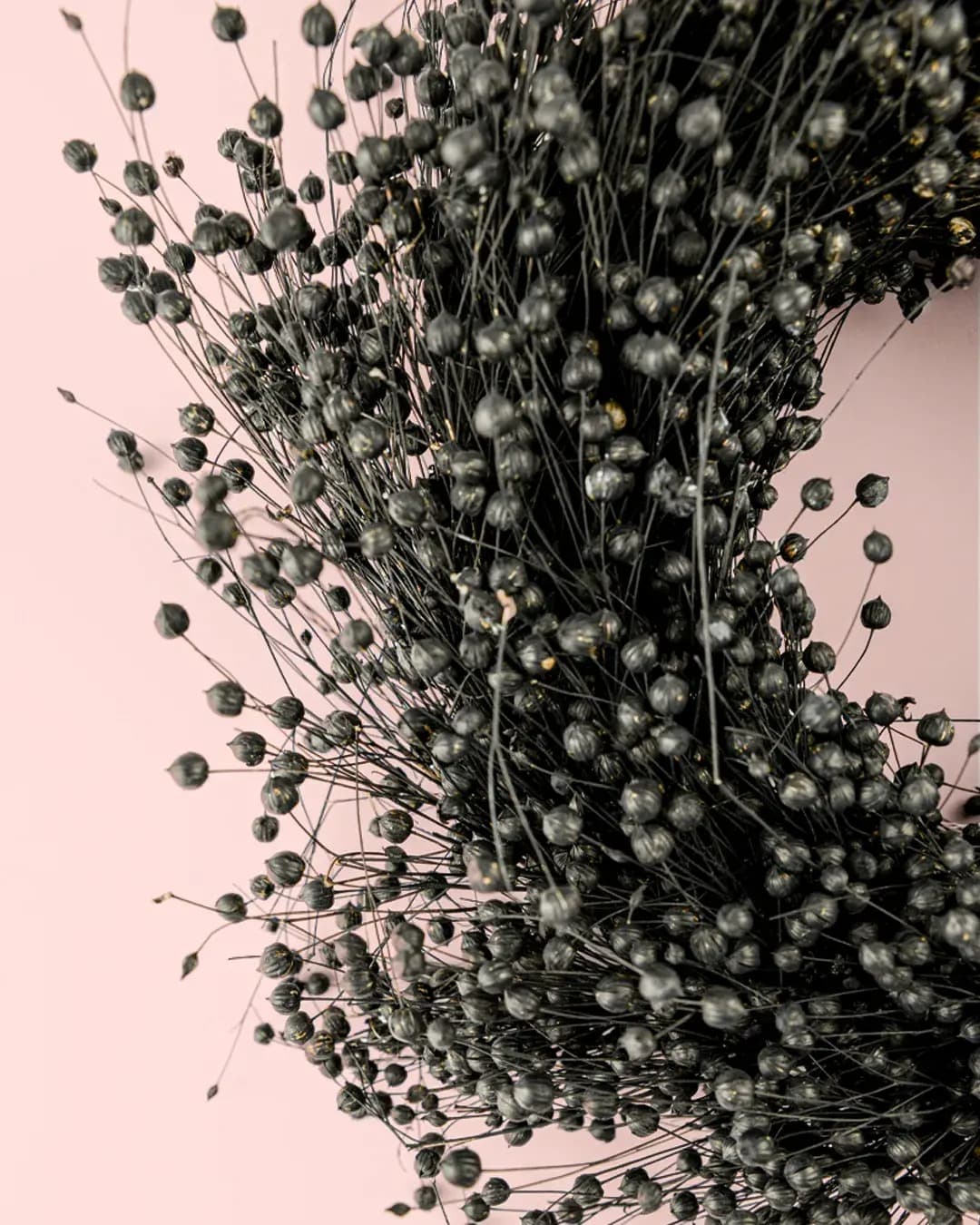Corona Negra - Pur Plant