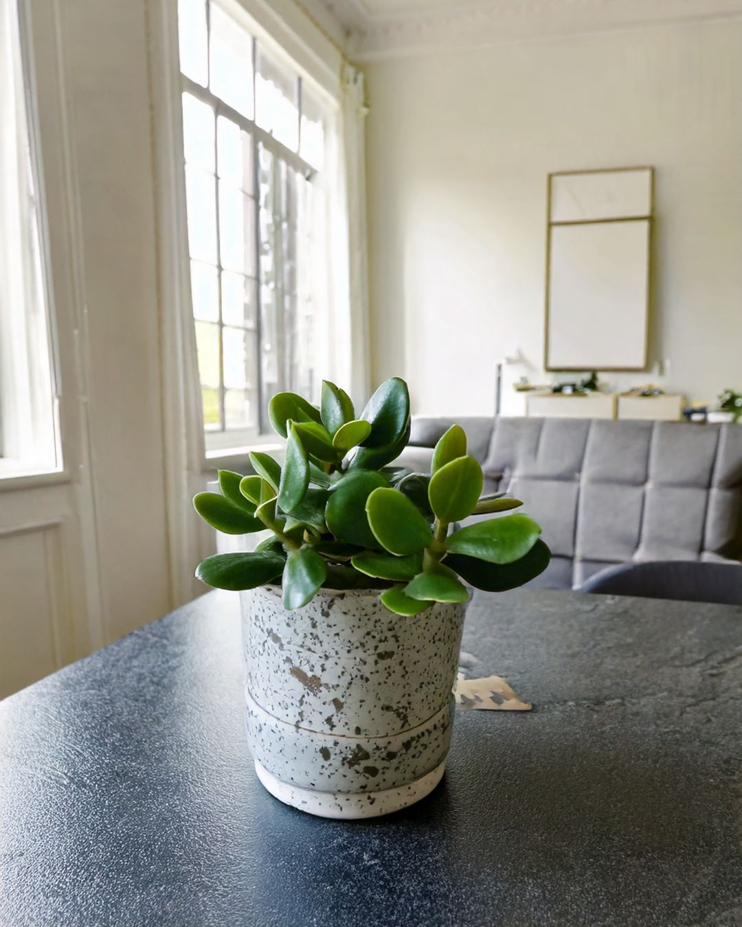 Crassula Ovata – Árbol de Jade M - Pur Plant