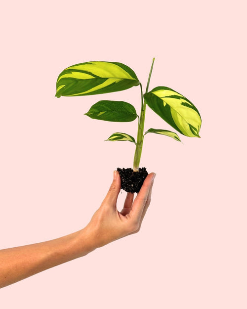 Ctenanthe Pilosa Golden Mosaic Mini - Pur Plant