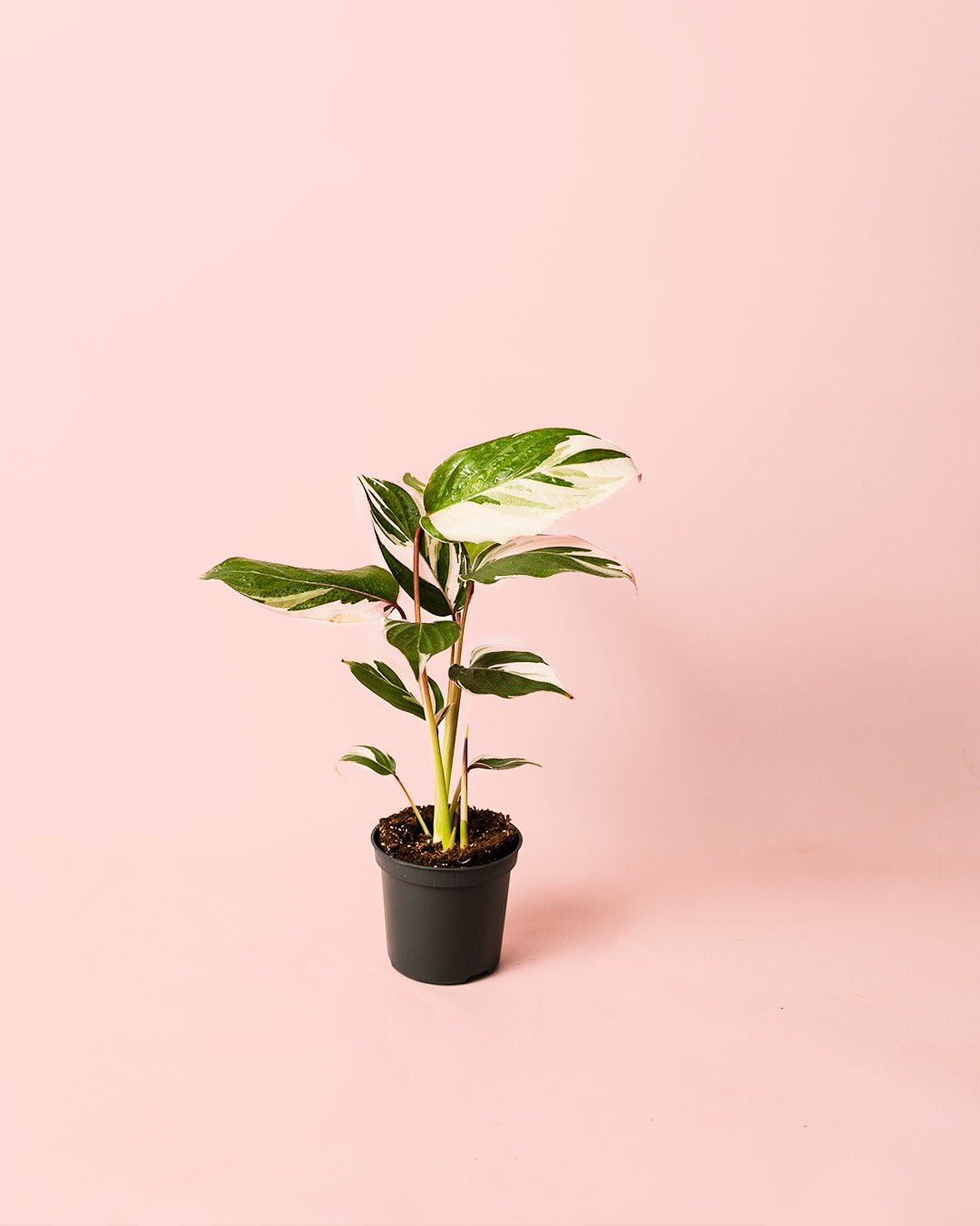 Ctenanthe Princess Dalya Mini - Pur Plant
