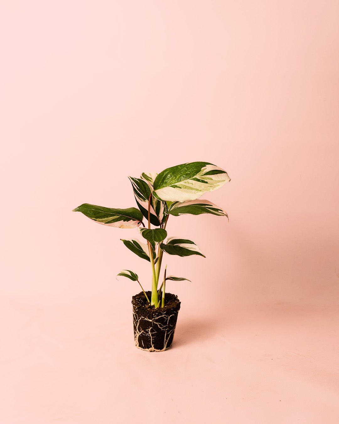 Ctenanthe Princess Dalya Mini - Pur Plant