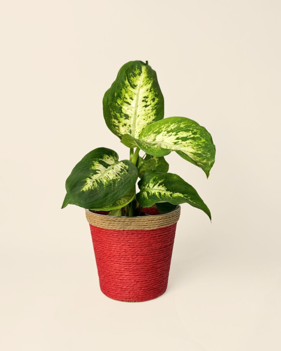 Cubremacetas Yute Rojo 10 cm - Pur Plant