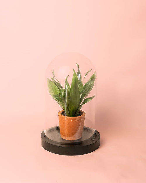 Cúpula Mini Planta - Pur Plant