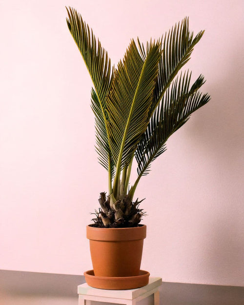 Cyca Revoluta M - Pur Plant