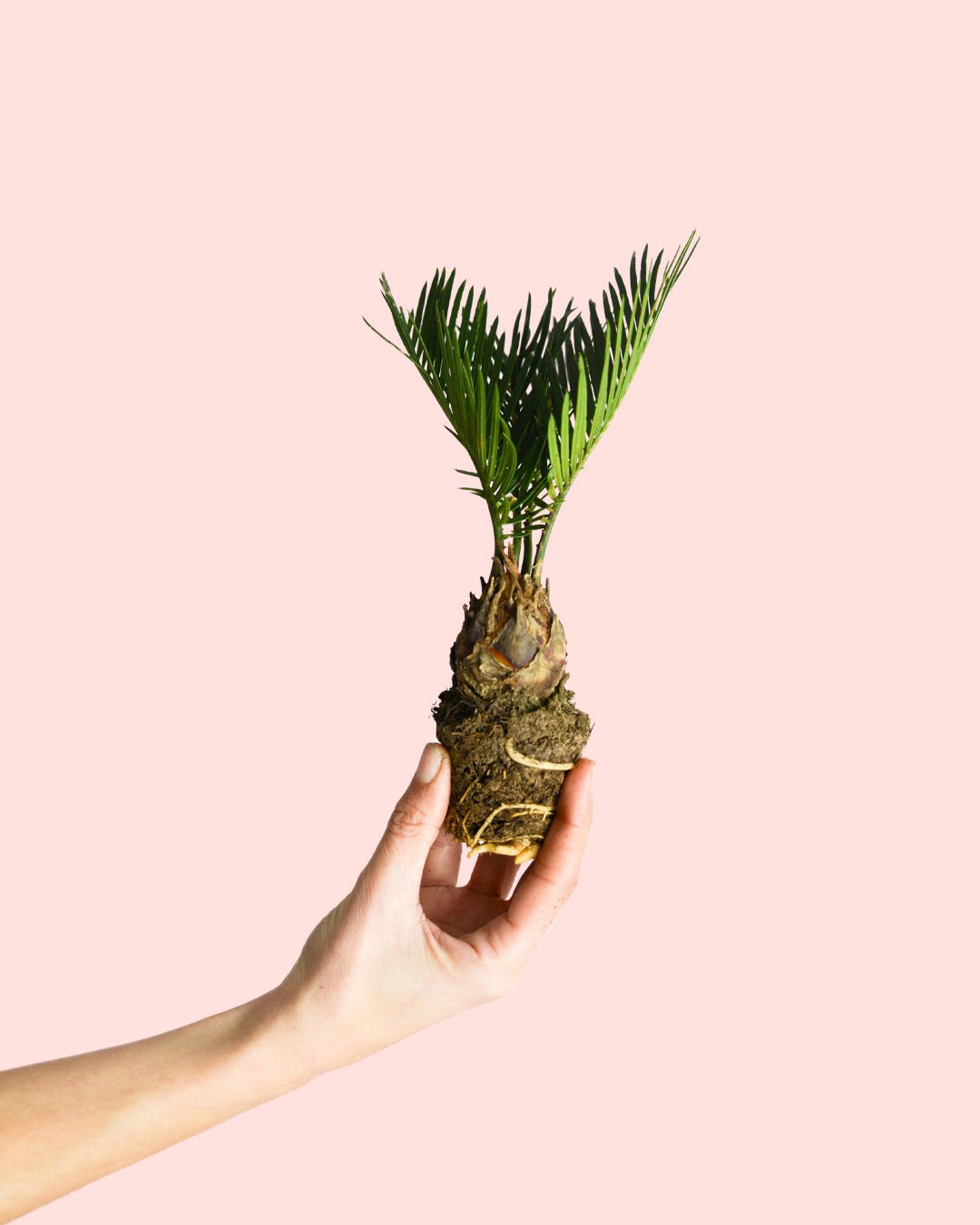 Cyca Revoluta Mini - Pur Plant
