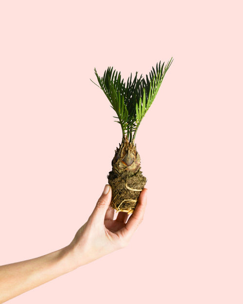 Cyca Revoluta Mini - Pur Plant