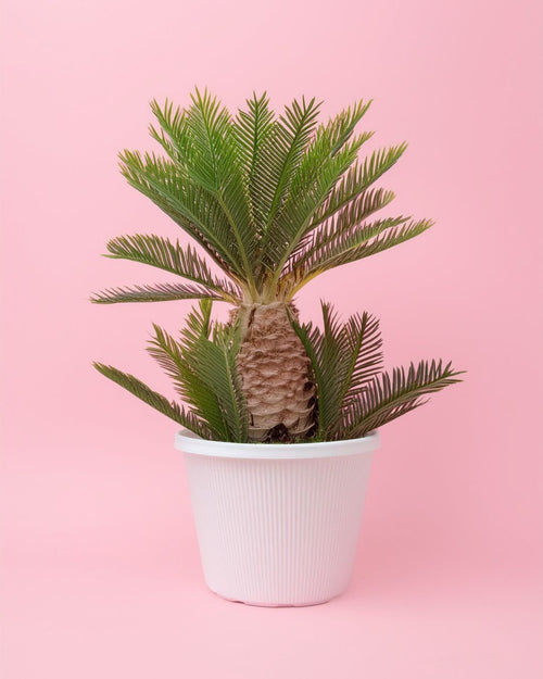 Cyca Revoluta XXL - Pur Plant