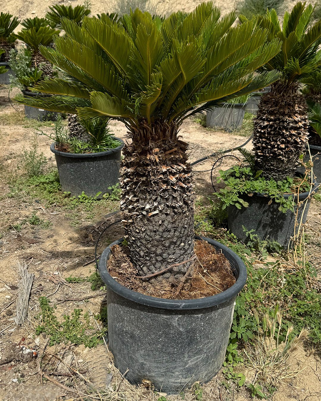 Cyca Revoluta XXL - Pur Plant