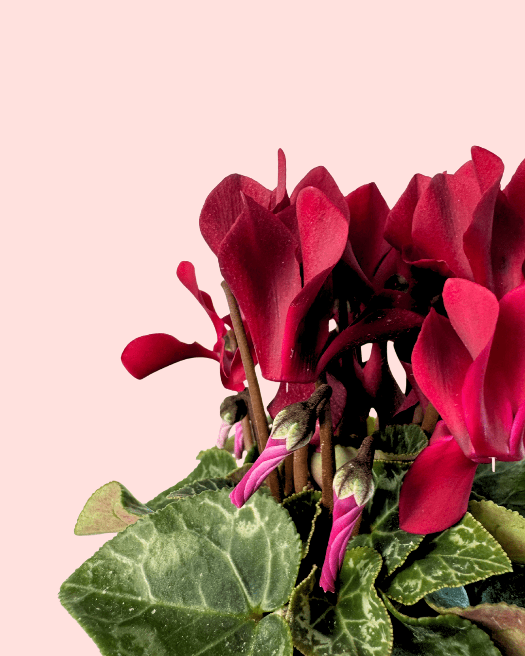 Cyclamen Morado Mini - Pur Plant