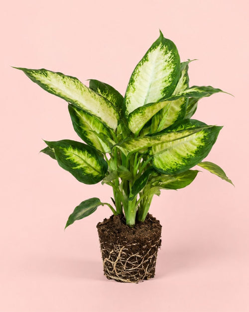Dieffenbachia Camilla M - Pur Plant