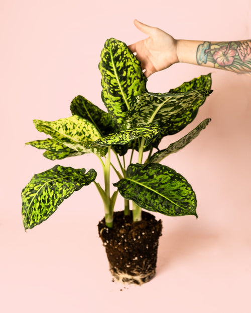 Dieffenbachia Reflector M - Pur Plant