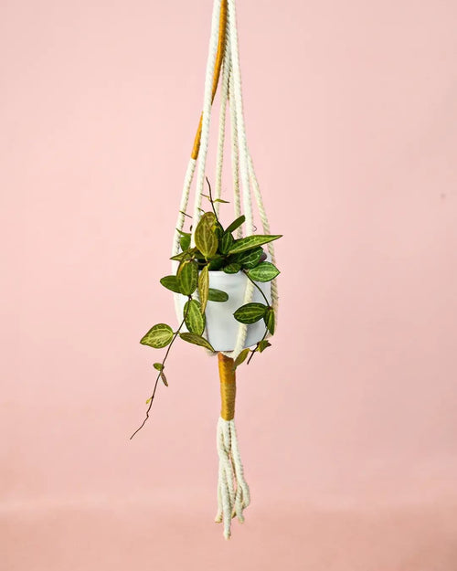Dischidia Pectinoides M - Pur Plant