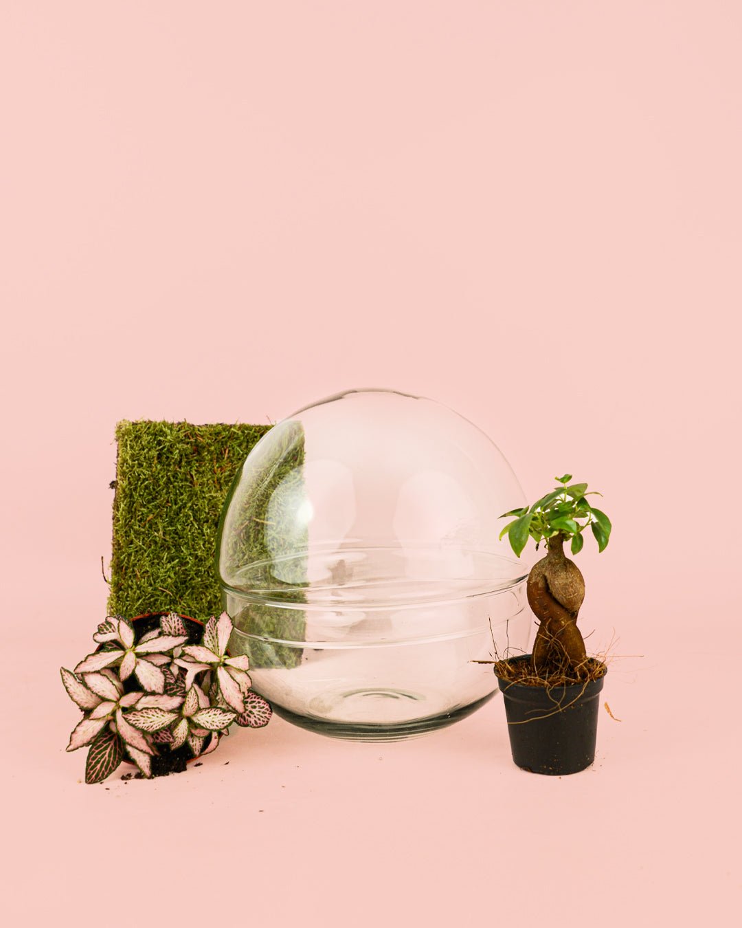 Domo Terrario Bol 20×20 cm - Pur Plant