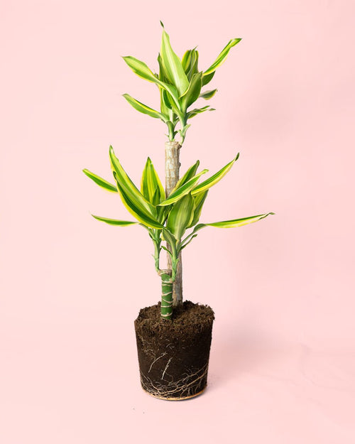 Dracaena Fragans Golden Coast - Pur Plant