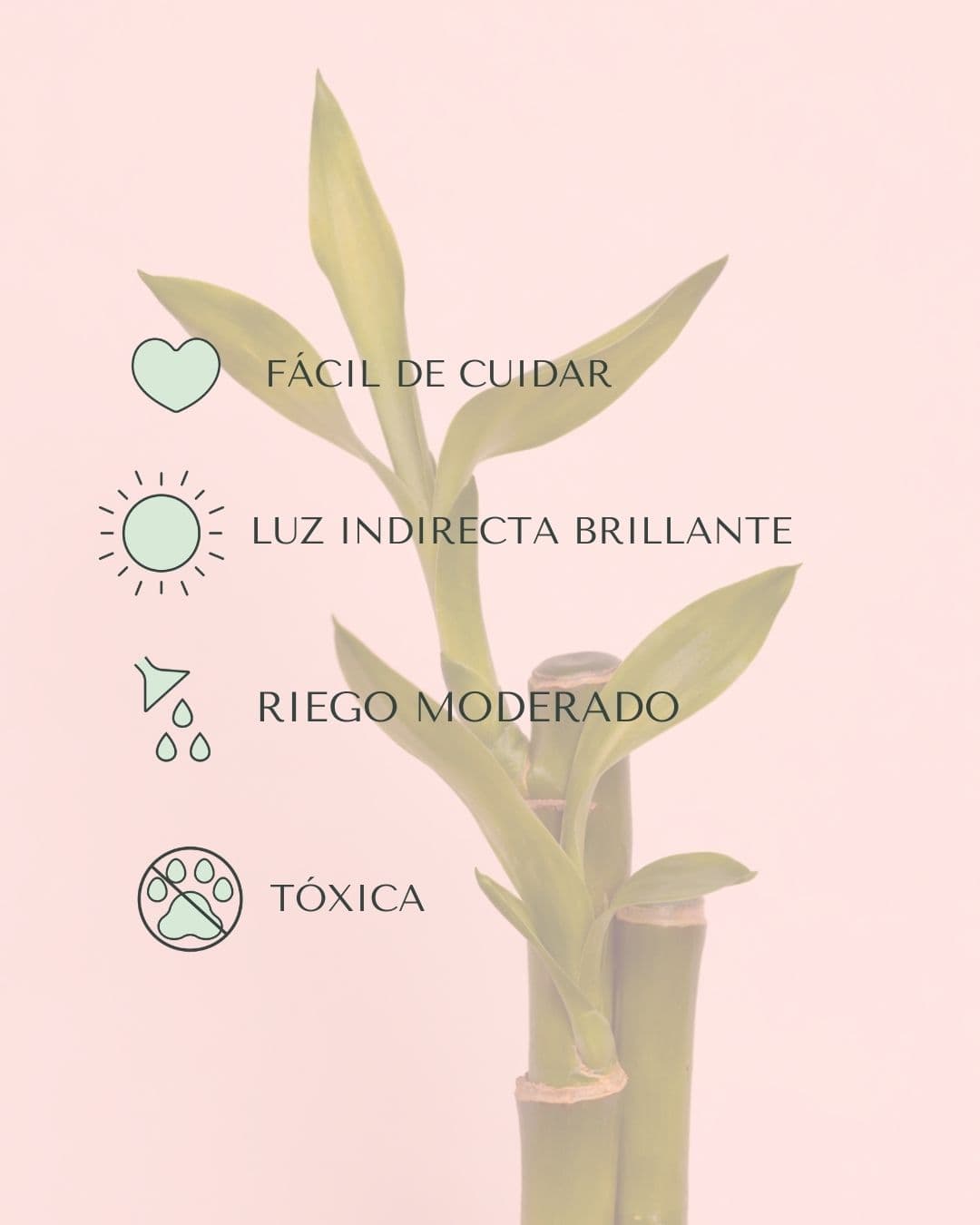 Dracaena Lucky Bamboo Maceta Mini - Pur Plant