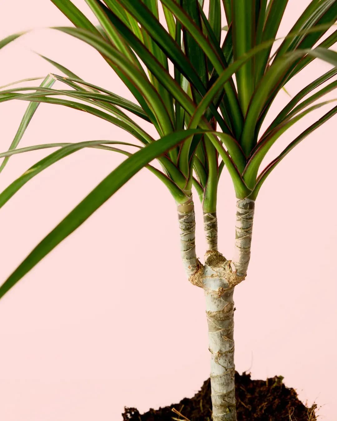 Dracaena Marginata M - Pur Plant