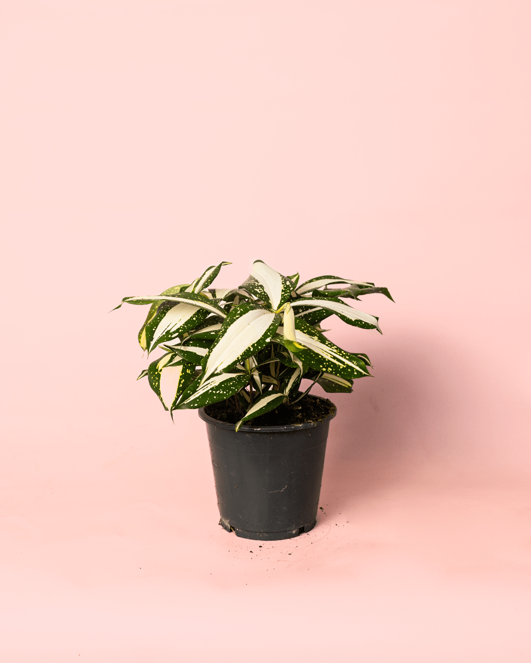 Dracaena Variegada Milky - Pur Plant
