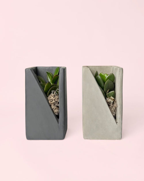 Duo Decorativo – Suculentas - Pur Plant