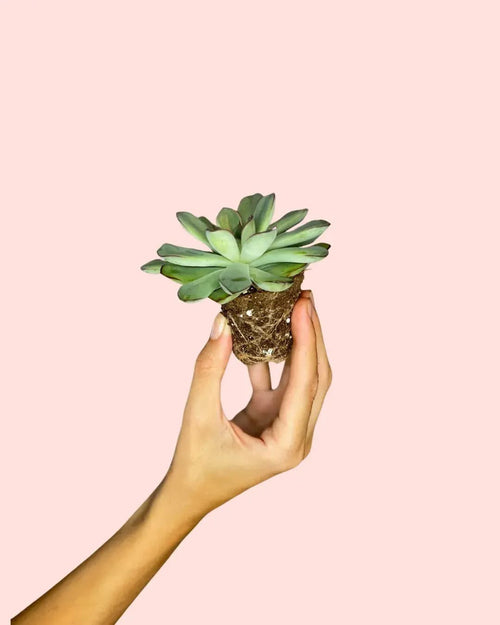 Echeveria Pulidonis Mini - Pur Plant