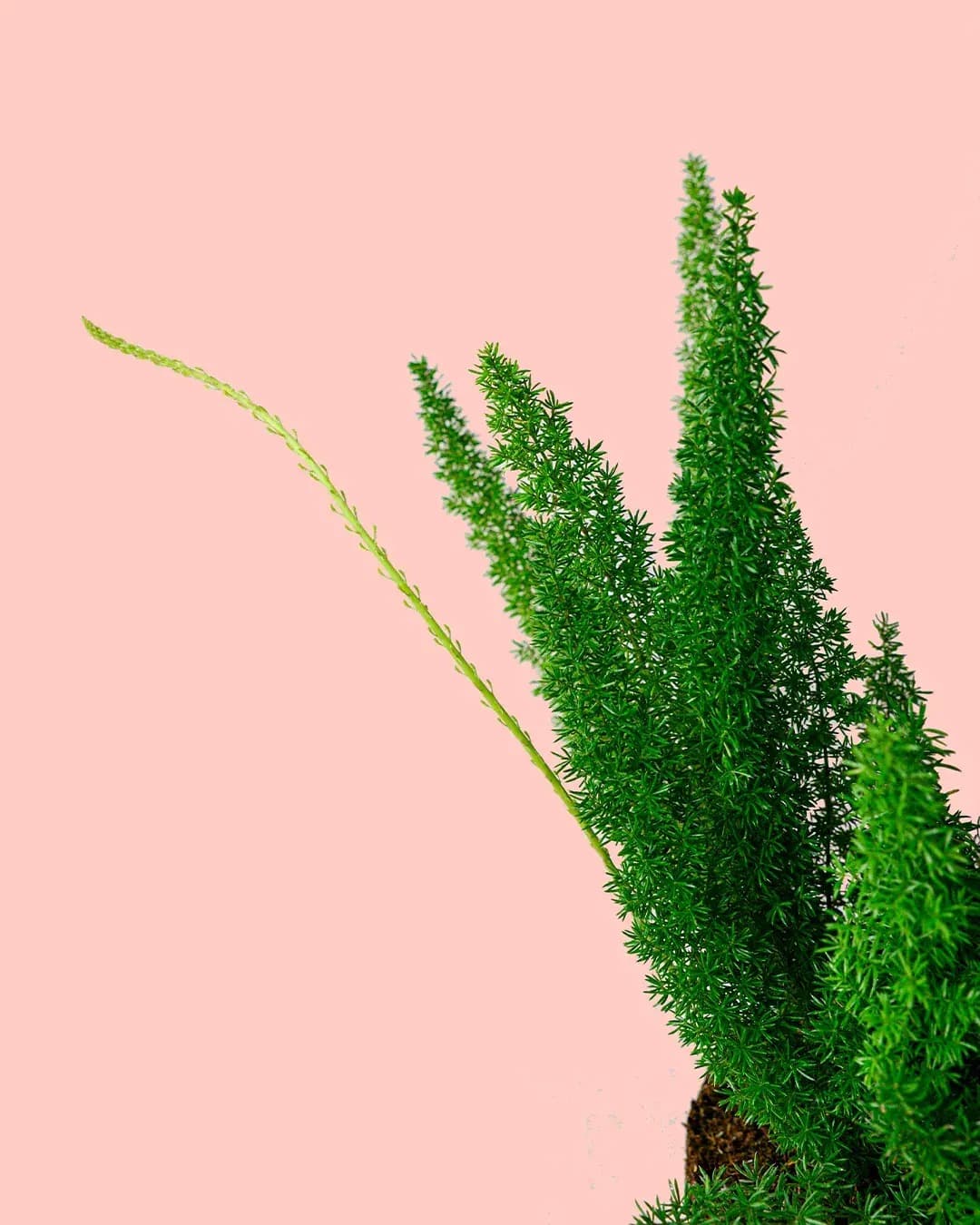 Esparraguera Meyerii M - Pur Plant