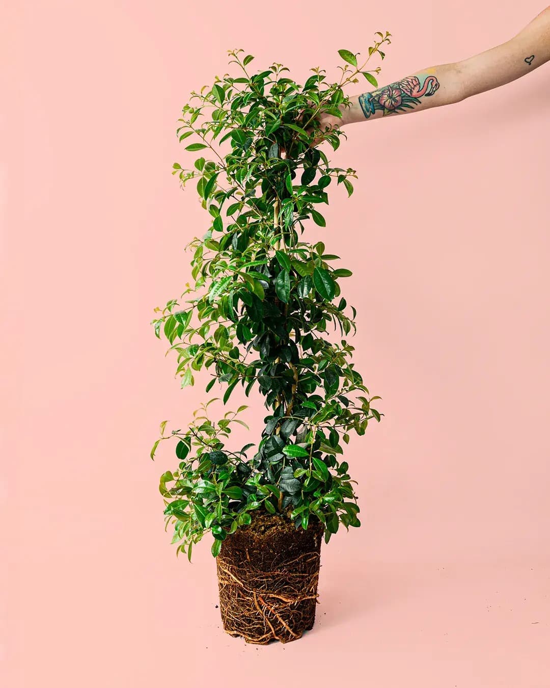 Eugenia Myrtifolia L - Pur Plant