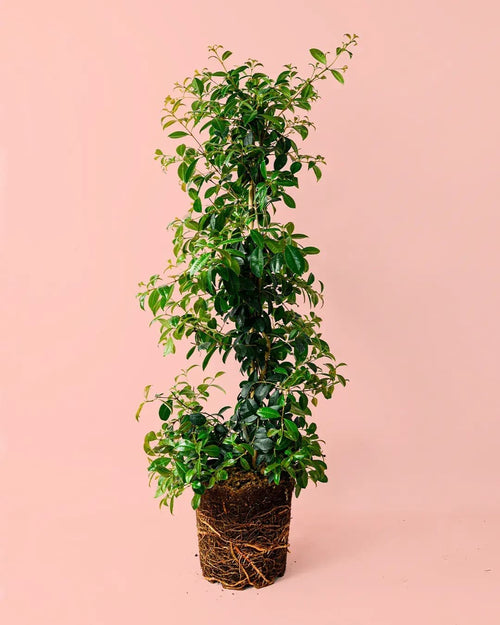 Eugenia Myrtifolia L - Pur Plant