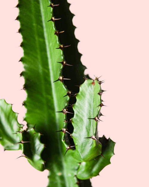 Euphorbia Acrurensis - Pur Plant