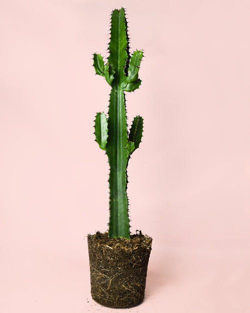 Euphorbia Acrurensis - Pur Plant