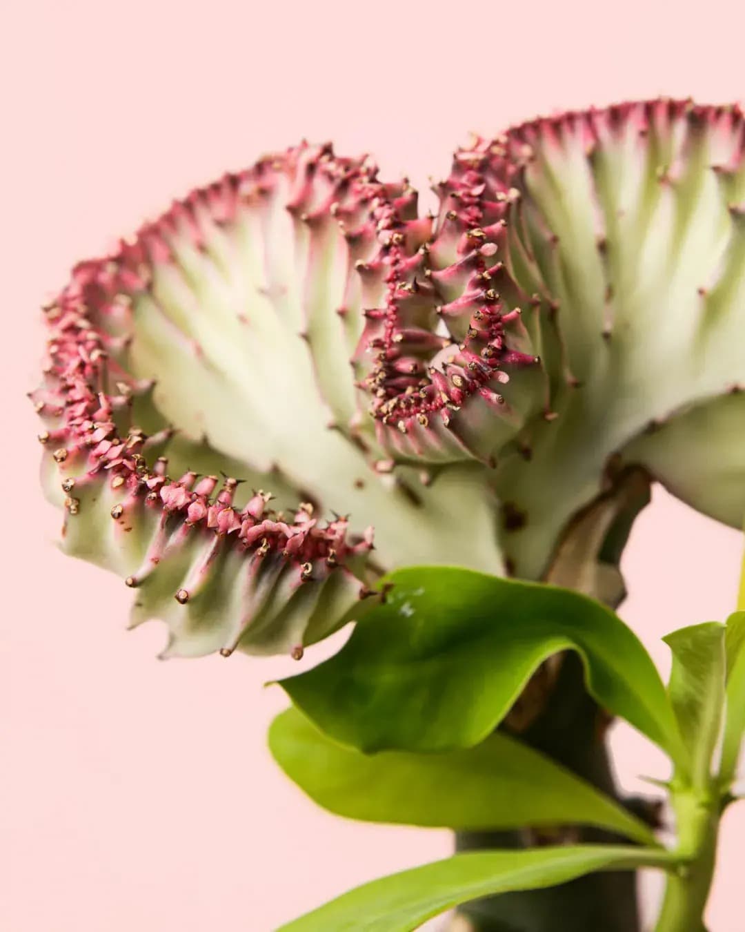 Euphorbia Lactea Mini - Pur Plant