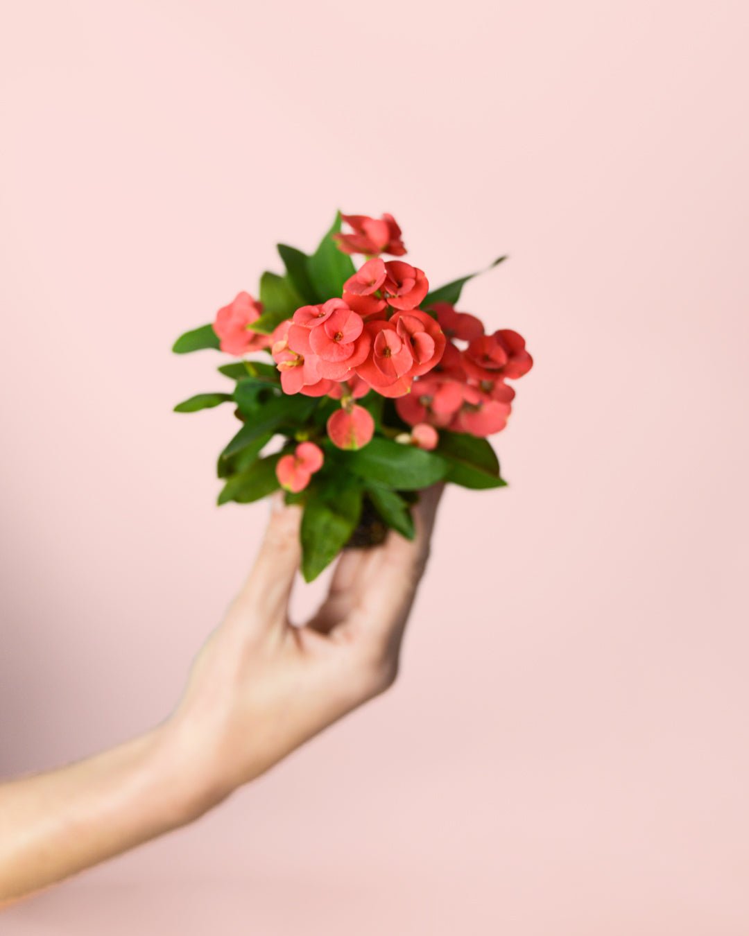 Euphorbia Milii Dark Pink Mini - Pur Plant