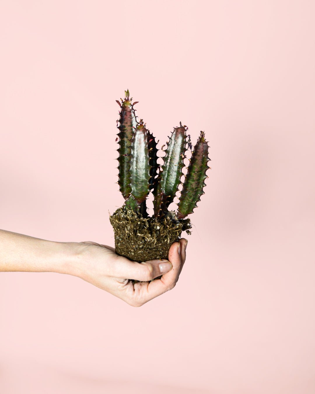 Euphorbia Trigona Rubra M - Pur Plant