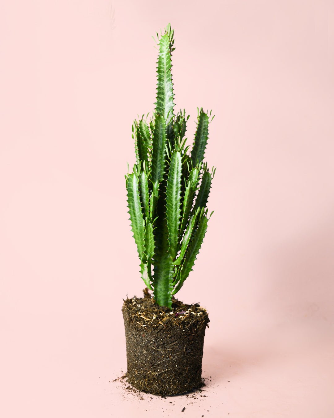 Euphorbia Trigona Verde L - Pur Plant