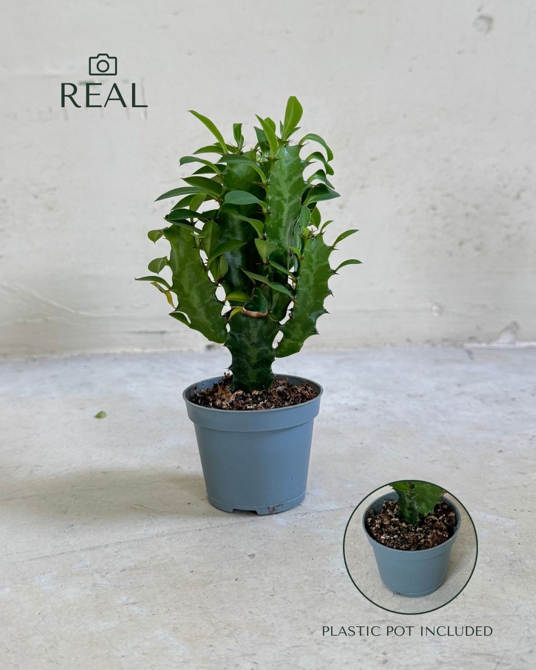 euphorbia ingens mini real