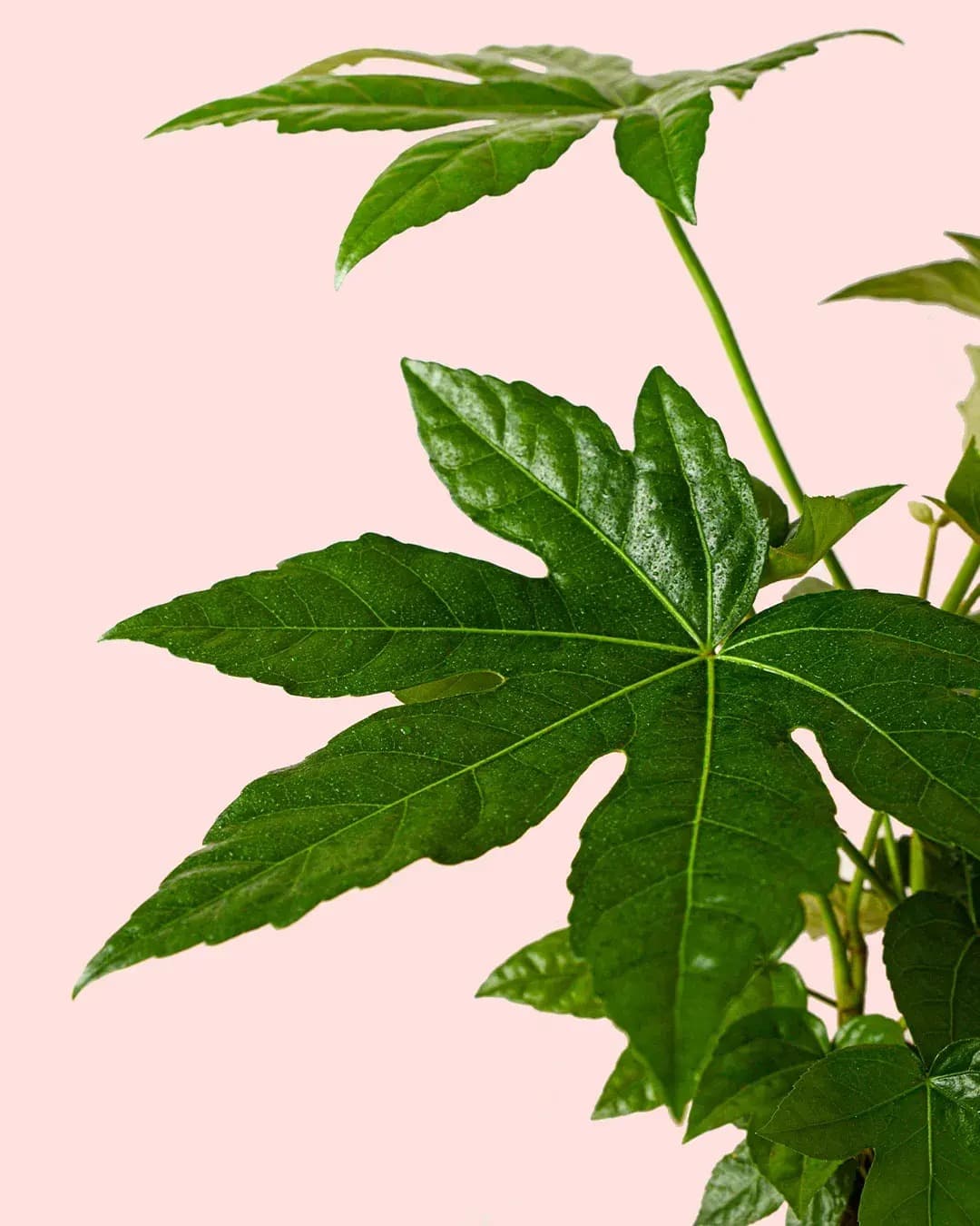 Fatsia Japonica M - Pur Plant