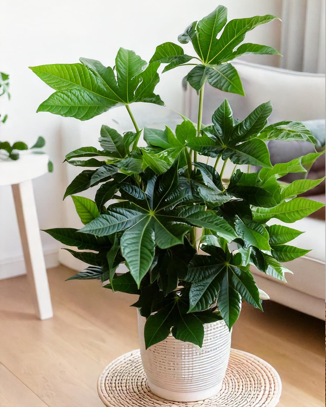 Fatsia Japonica M - Pur Plant