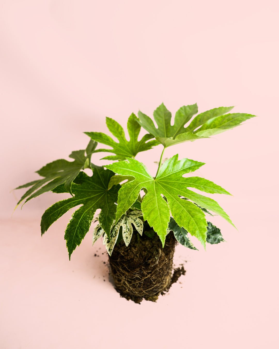 Fatsia Japonica Variegata M - Pur Plant
