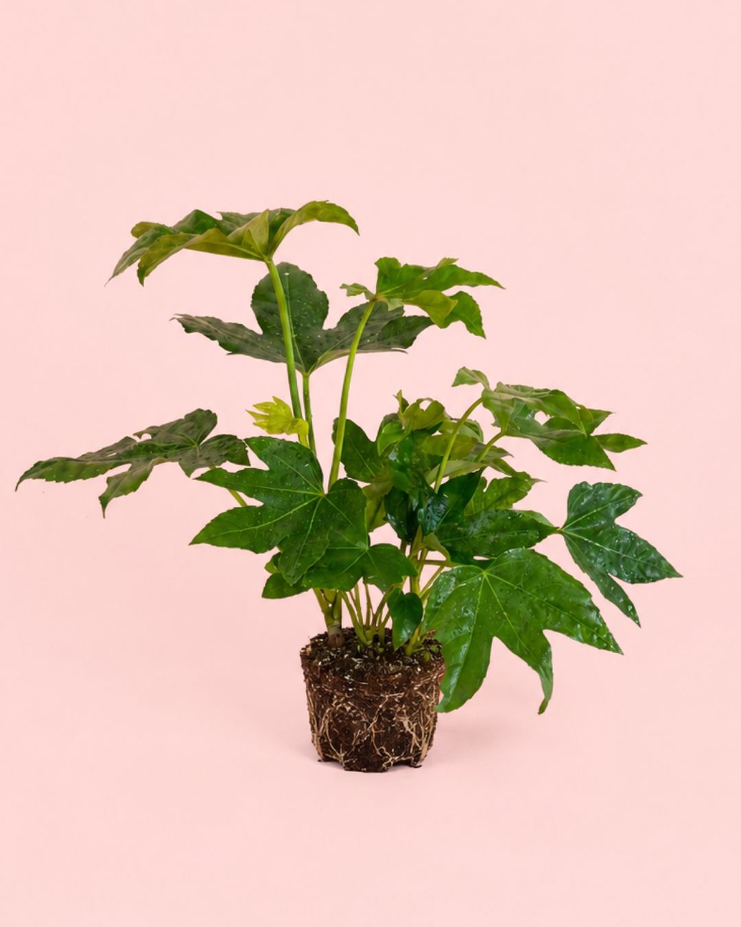 fatsia japonica m