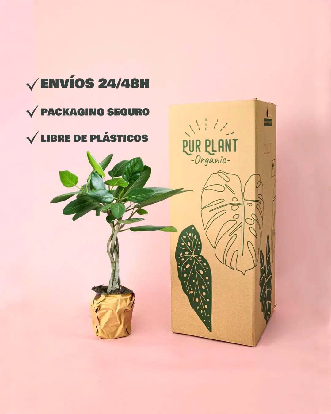 Ficus Benghalensis Audrey Trenzado L - Pur Plant