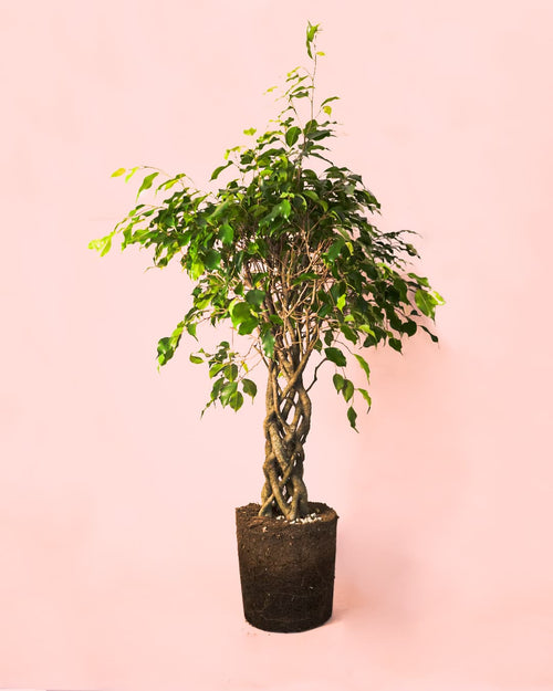 Ficus Benjamina Exótica Trenzado L - Pur Plant