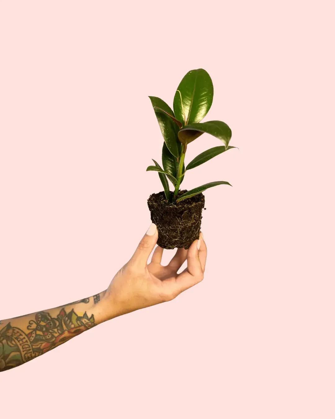 Ficus Elástica Melany Mini - Pur Plant