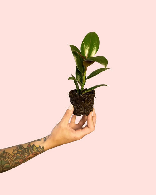 Ficus Elástica Melany Mini - Pur Plant