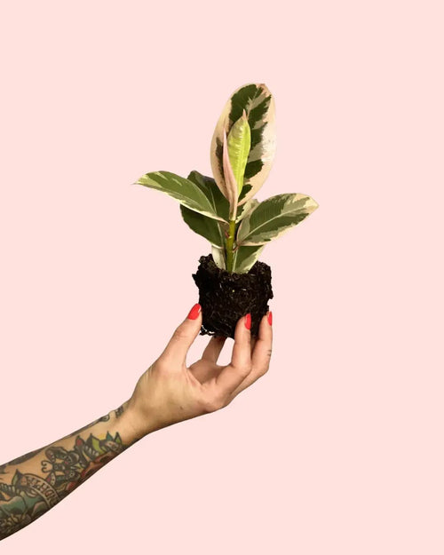 Ficus Elástica Tineke Mini - Pur Plant