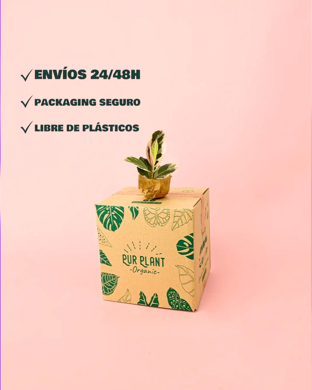 Ficus Elástica Tineke Mini - Pur Plant