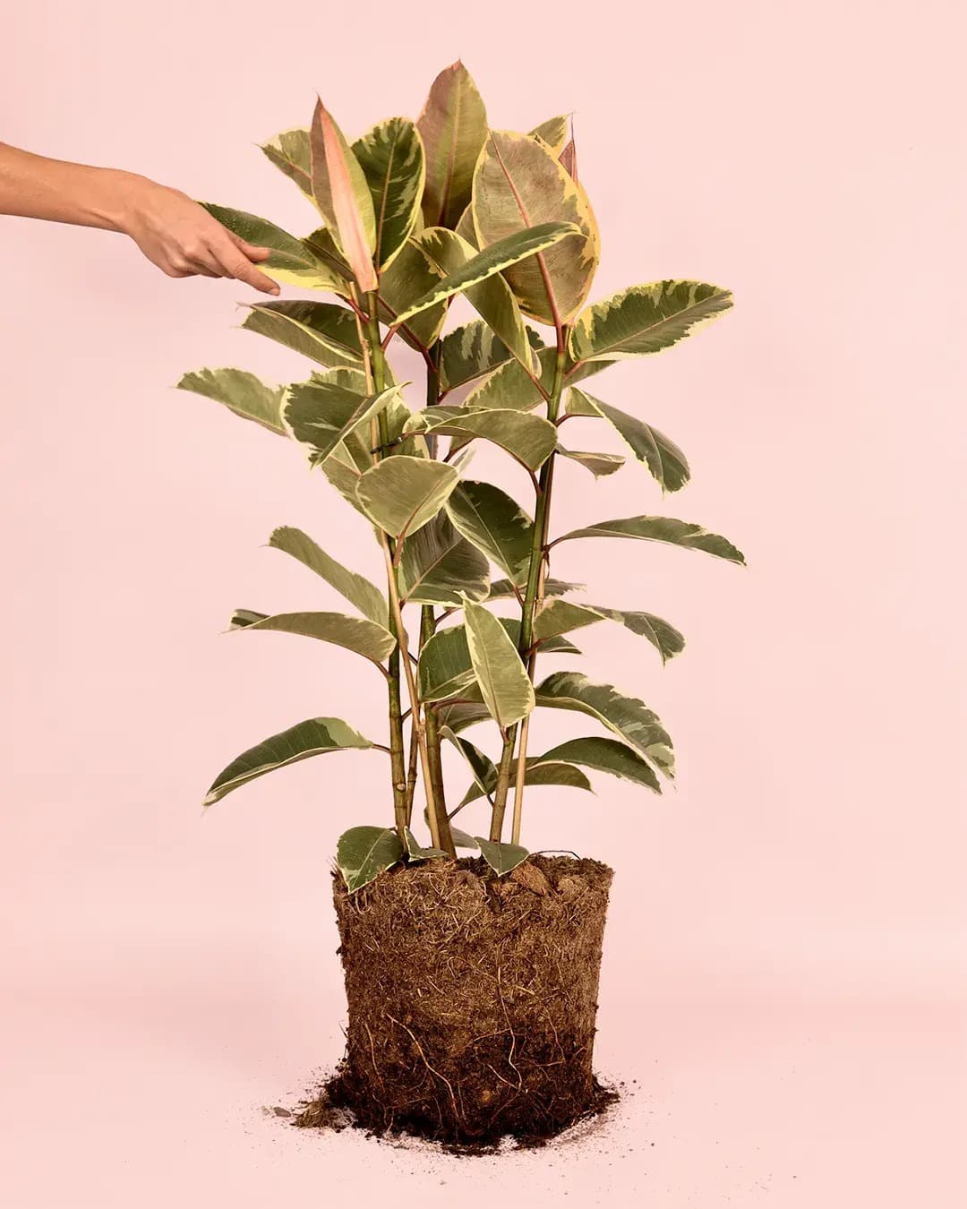 Ficus Elástica Tineke XL - Pur Plant