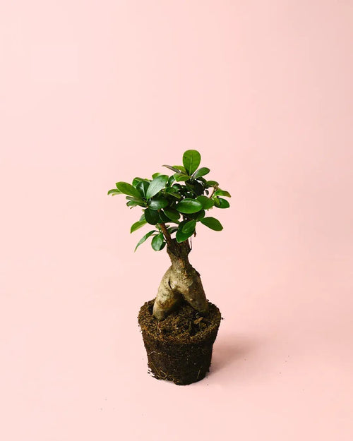 Ficus Ginseng M - Pur Plant