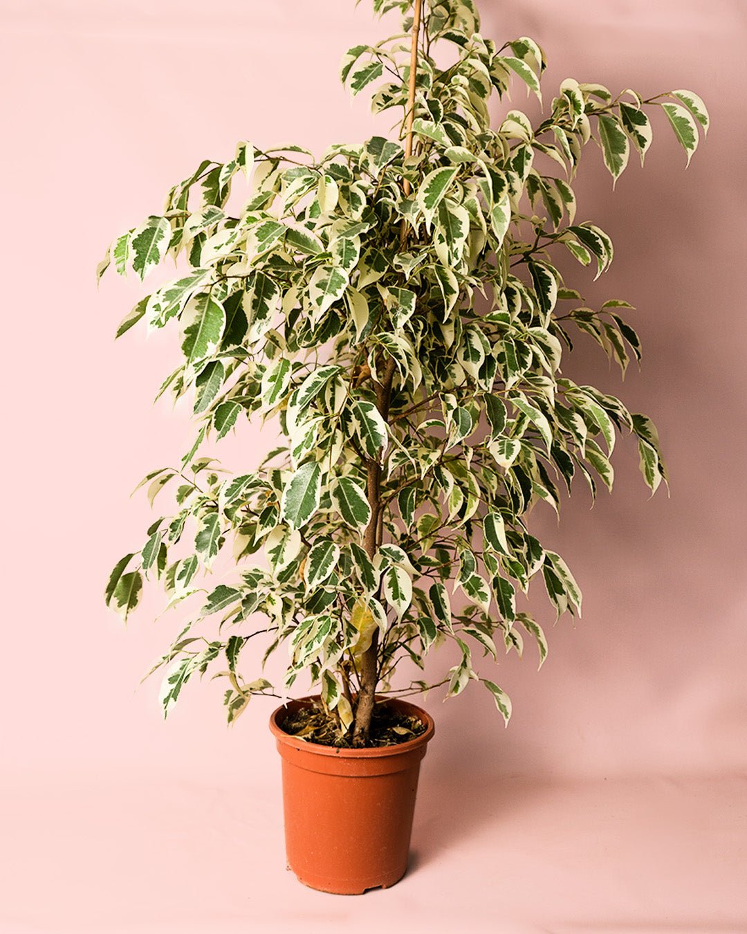 Ficus Hawai L - Pur Plant