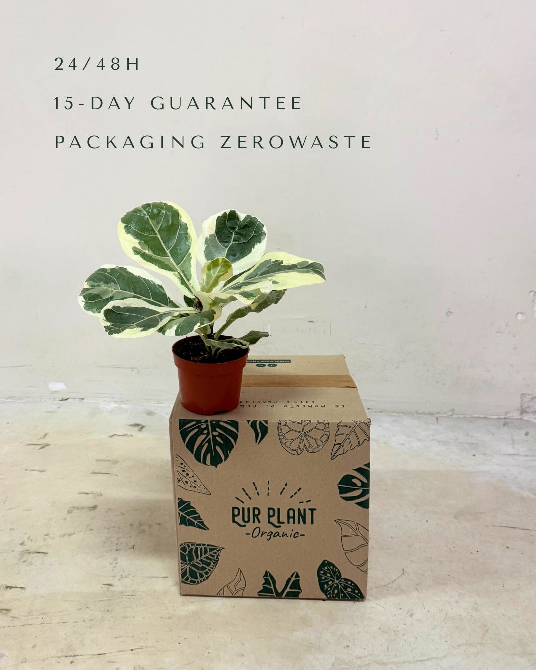 ficus-lyrata-variegado-m-packaging